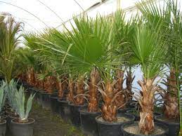 Washingtonia robusta, the mexican fan palm or mexican washingtonia, is a palm tree native to western sonora and baja california sur in northwestern mexico. Palmiye Sakura Fidancilik