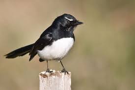 Australian Black Bird With White Wing Tips Pin On Pajaros