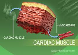 Image result for Muscle Tissue
