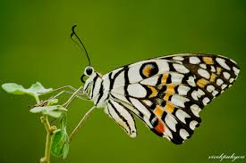 达摩凤蝶- 维基百科，自由的百科全书