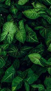 Check spelling or type a new query. 16 Ide Daun Hijau Hijau Daun Tanaman Hijau