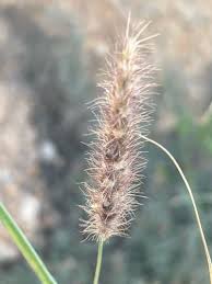 Image result for Cenchrus riparius