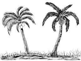 Pin On Palm Tree Drawing