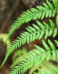 Image result for Pityrogramma aurantiaca