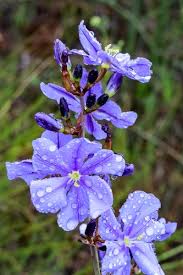 Image result for Aristea angolensis