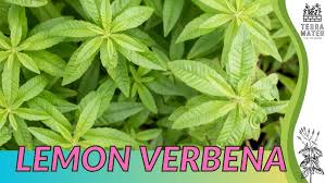 Image result for Aloysia citrodora