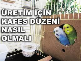 Muhabbet Kusu Uretimi Icin Kafes Duzeni Nasil Olmali Youtube