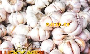 Khasiat Bawang Putih Untuk Ayam Bangkok Bawang Putih Ayam Bawang