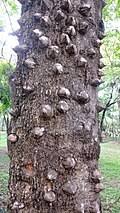 Image result for Zanthoxylum holtzianum