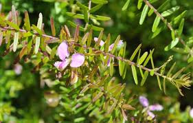 Image result for Polygala senensis