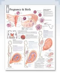 Pregnancy Birth Chart 22x28 Clinicalposters