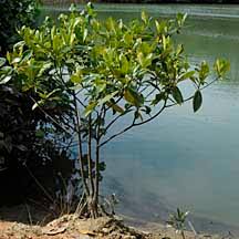 Image result for Bruguiera