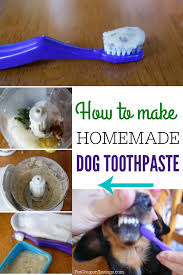 homemade dog toothpaste for minty fresh