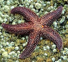 Asteroidea