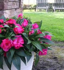 Image result for Impatiens kivuensis