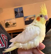 Young female cockatiels in Ames Iowa need homes