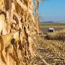 2026 Heatwaves Hit French Economy: Growth Slows Amid Agricultural and Regional Struggles