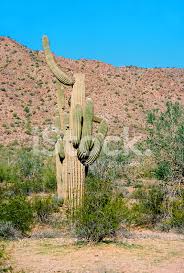 There are cactus farms, especially in arizona, that commercially grow cacti for landscaping and houseplants. Cereus Giganteus Saguaro Kaktus Wuste Von Arizona Stockfotos Freeimages Com