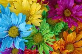 Check spelling or type a new query. Jr Roses Wholesale Flowers Jrroses Profile Pinterest