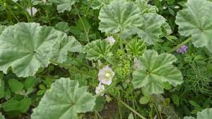 Identify mallow via its pictures, habitat, height the common mallow is part of the large family of malvaceae plants that include cotton, okra. Mallow Pictures Flowers Leaves Identification Malva Neglecta