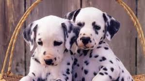 Personaliza tu teléfono y que sea totalmente único y especial! Hermosas Imagenes De Animales Salvajes Y Domesticos Para Fondos De Pantalla Todo Imagenes