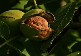 Image result for Juglans