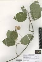 Image result for Caucanthus auriculatus