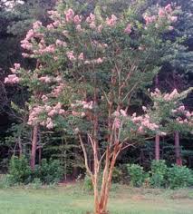 Biloxi 25 Delicate Pink Excellent Shade Tree Shade Trees Crape Myrtle Landscaping Plants