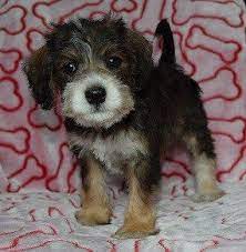 Well known for its plentiful population of white tail deer (state animal) in the appalachian mountains, pa is a state that still has its share of wilderness. Schnoodle Puppies For Sale In Pa Schnoodle Puppy Adoptions Schnoodle Puppy Schnoodle Puppies For Sale Schnoodle