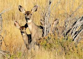 Young Mule Deer Baby Animal Season In Zion National Park Animals Baby Animals Mule Deer