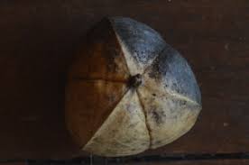 Image result for Excoecaria bussei