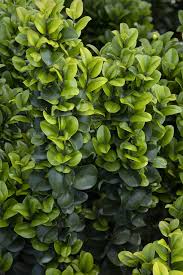 Image result for Lythrum rotundifolium