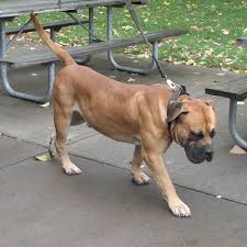 Check spelling or type a new query. Caring For You South African Boerboel