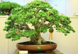 Pin Von Wolfgang Schuetz Auf Bonsai Baume Bonsai Baum Bonsai Baum