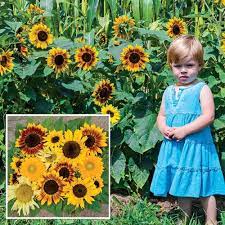 Gurneys Seed Nursery Hedges Fall Garden Vegetables Herb Garden Design