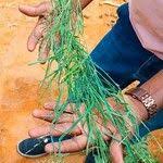 Image result for Urochloa leersioides