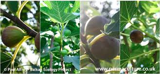 In ohio most gardeners would like to grow a fruit tree, berry plant or grapevine that will. All About Figs Ficus Carica