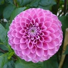 Pink roses mean gratitude and peace. Flowers That Symbolize Confidence A To Z Flowers