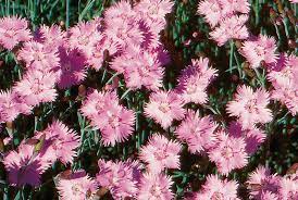 One inch, fringed pink ﬂ owers cover the plants in spring. Dianthus Gratianopolitanus Bath S Pink Stonehouse Nursery