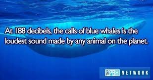 How many noses does a slug have? Ocean Animals Facts 10 Amazing Things About Marine Life
