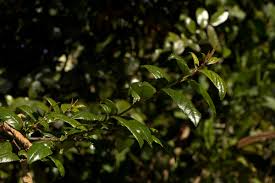 Image result for Rhamnus prinoides