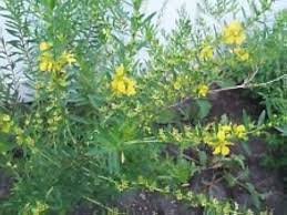 Image result for Heimia salicifolia