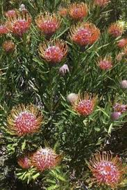 Image result for Allophylus tanzaniensis