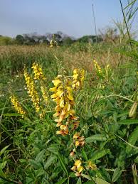 Image result for Crotalaria trichotoma