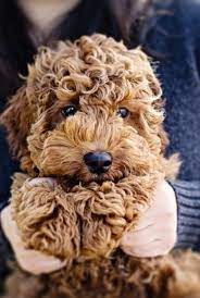 Soo Cute Cute Animals Puppies Cute Dogs