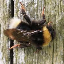 Image result for Bombus bohemicus
