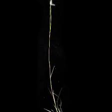 Image result for Andropogon perligulatus