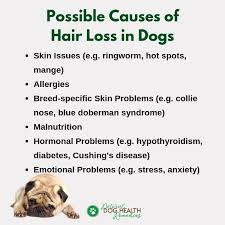 Alopecia is the general medical term for hair loss. Hair Loss In Dogs Causes And Natural Remedies