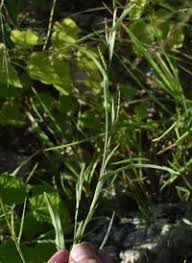 Image result for Hackelochloa granularis