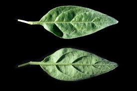 Image result for Euploca ovalifolia